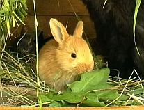 Junger Hase